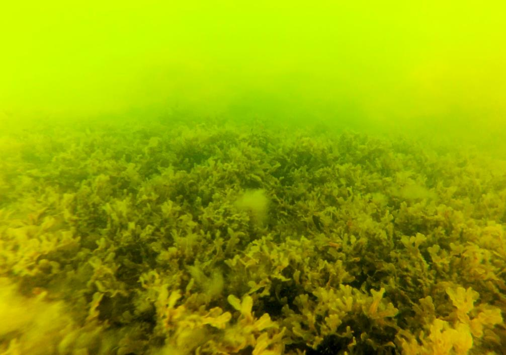 Tång Blåstång/Smaltång (F. vesiculosus/f. radicans) från station 126, djup: 1 m. Foto: AquaBiota Water Research De två tångarterna blåstång (Fucus vesiculosus) och smaltång (F.
