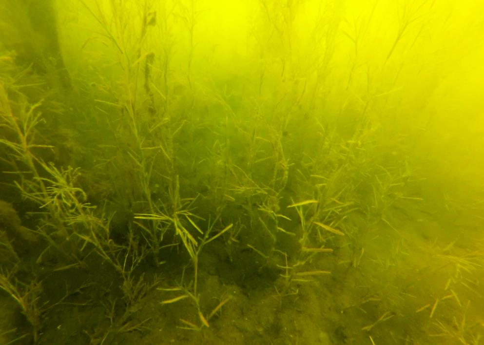 Borstnate Borstnate (S. pectinata) från station 53, djup: 1 m. Foto: AquaBiota Water Research Borstnate (Stuckenia pectinata) är en allmänt förekommande brackvattensväxt.