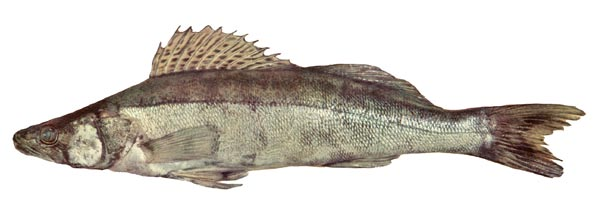 Gös på rymmen Medellängd för treåriga abborrhonor Vinö Abborre, gädda, sik och strömming känner nog de flesta igen. Men i Fiskeriverkets provfisken dyker det också upp fiskar av ovanliga arter.