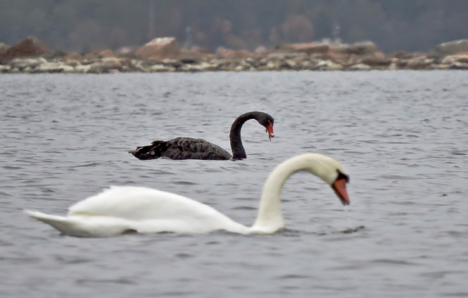 Ovanliga obsar i Söderhamn En berglärka hittades på Stenö den 27 dec. Den är fortfarande kvar vid pressläggningen av Silvertärnan. Det är det första dokumenterade vinterfyndet i landskapet.