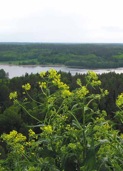 Vandringar i lugnt tempo 6, 13, 20 och 27 maj kl. 10 Hör du till de som vill ha sällskap på dina promenader? Då välkomnar vi dig att delta på vårens premiärturer i Lida naturreservat.
