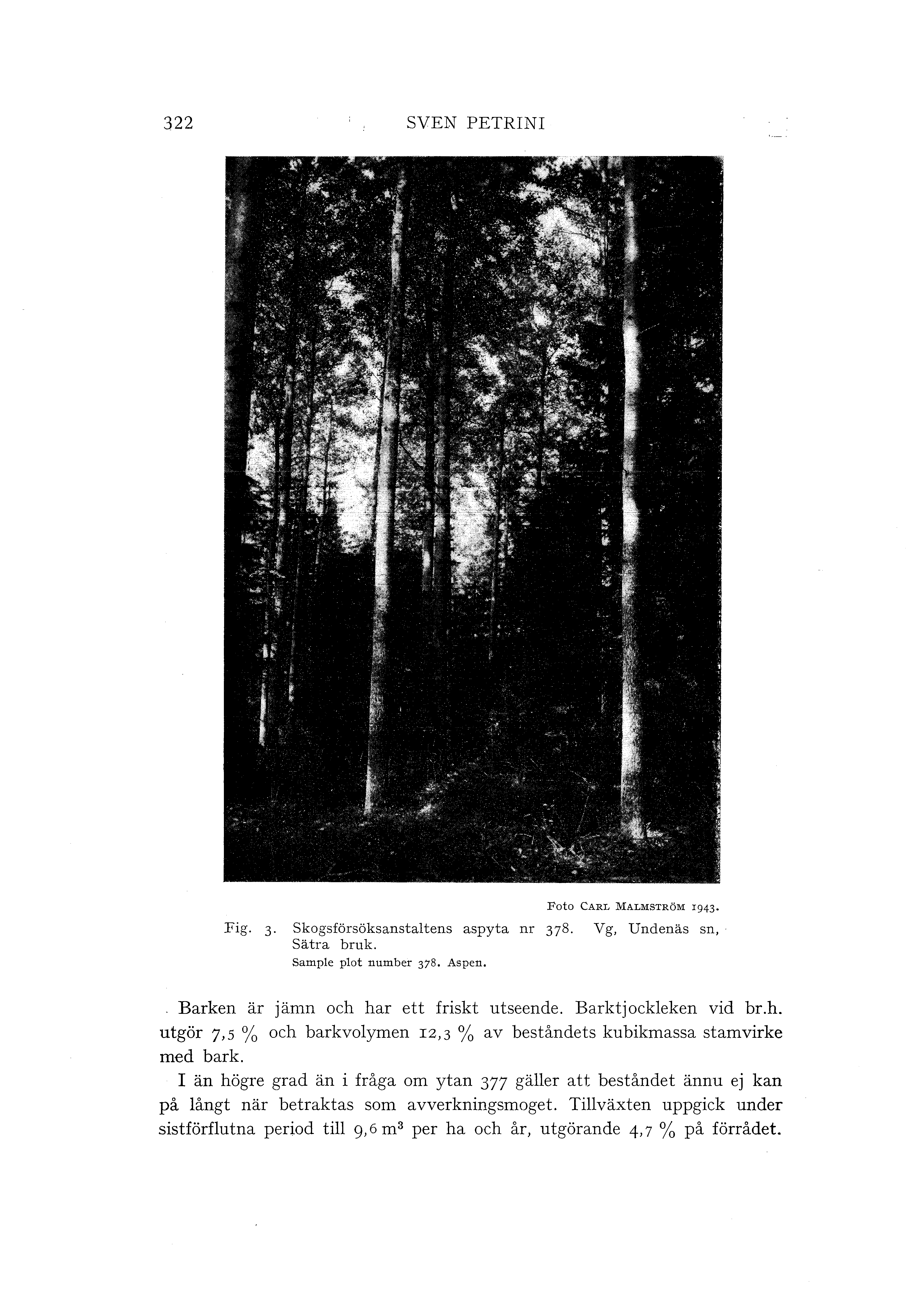 322 SVEN PETRINI Foto CARL MALMSTRÖM 1943 Fig. 3 skogsförsöksanstatens aspyta nr 378. Vg, Undenäs sn, Sätra bruk. Sampe pot number 378. Aspen. Barken är jämn och har ett friskt utseende.