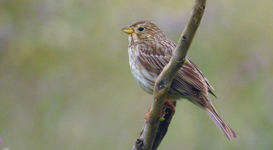 120 Forsärla Motacilla cinerea cinerea 5 Tormes Valley 9.5, 1 Sierra de Gredos 10.5, 2 Stäppen väster om Trujillo 11.5 och 1 Monfragüe 12.5 121 Sädesärla Motacilla alba alba 2 Tormes Valley 9.