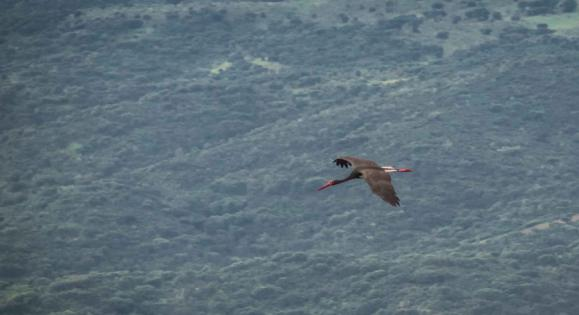 Peñalfalconklippan i Monfragüe NP. Foto: Astrid Sivertsen Till sist nådde vi gamklippan i Monfragüe och nu hade det under dagen ihållande regnet nästan upphört.