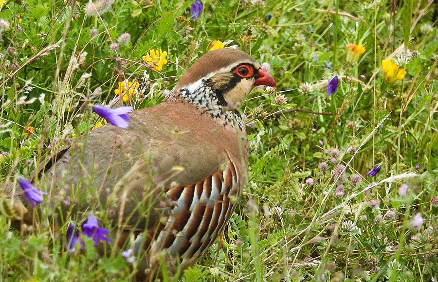 Extremadura är ett riktigt gamland. Här gåsgamar. Foto: Olle Karlsson Artlista fåglar 1 Snatterand Anas strepera strepera 3 Embalse de Almaraz-Arrocampo 12.5 och 2 längs vägen 13.