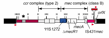 Meticillinresistenta S.