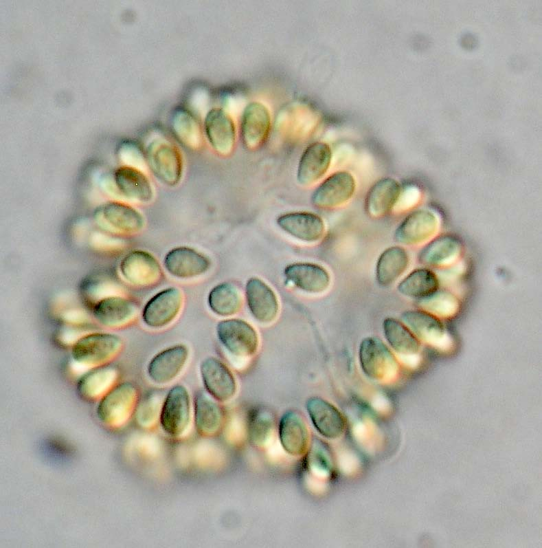 Växtplankton, cyanobakterier och algtoxiner i Ivösjön Cyanobakterien Woronichinia karelica återkommer ofta i