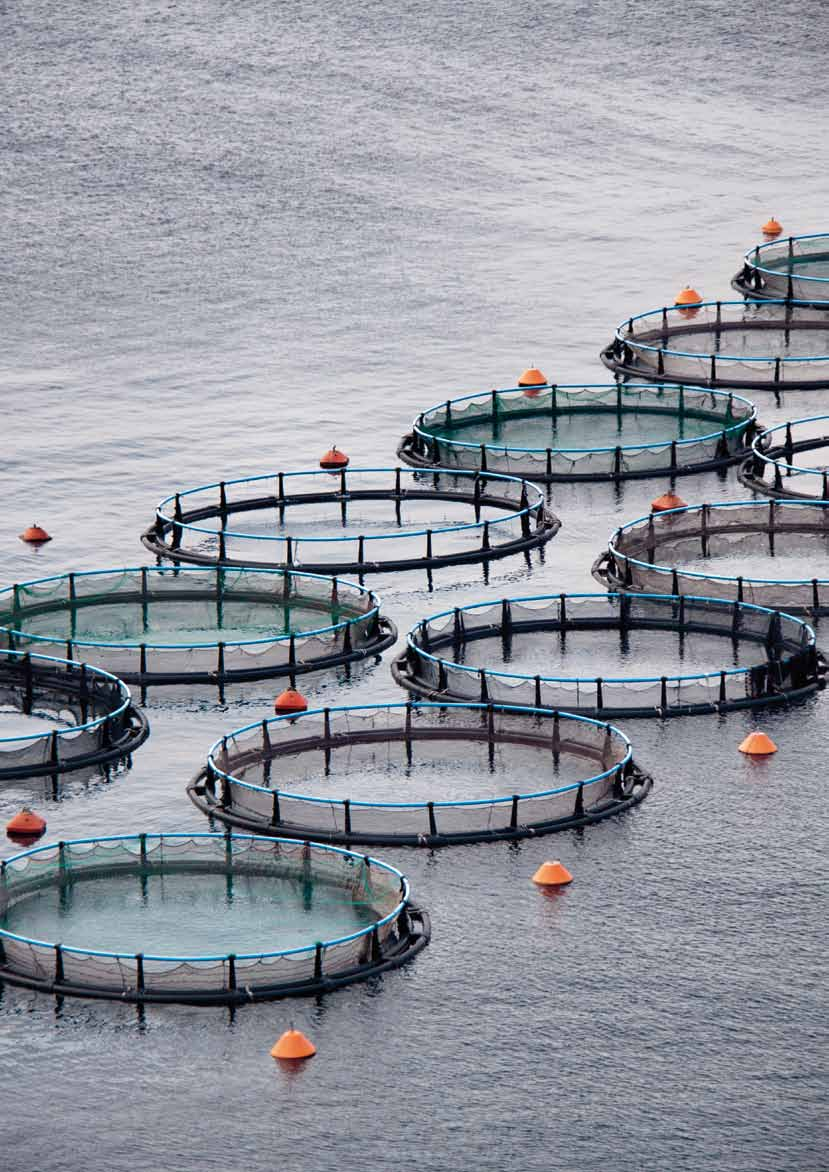 Vad är vattenbruk? Vattenbruk är ett samlingsbegrepp för odling av djur och växter i vatten. I Sverige odlas fisk, musslor, ostron och kräftor. I andra delar av världen odlas även alger.