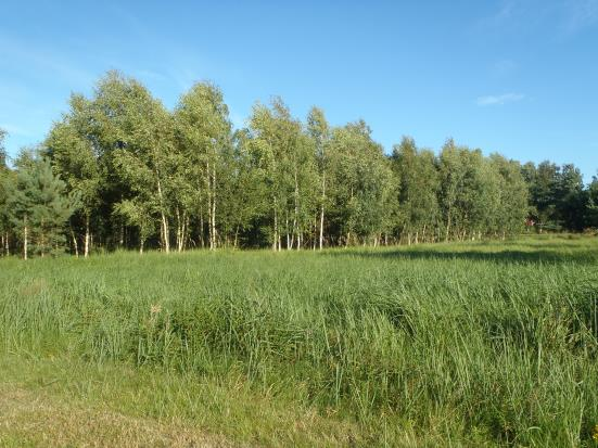 GRÖNOMRÅDE 17 Fastighet(er): Åmot 2:4, norr om Birger Pers väg, väster om Marias väg. Storlek: ca. 1,3 hektar. En del av området kan bebyggas, om vissa åtgärder vidtas.
