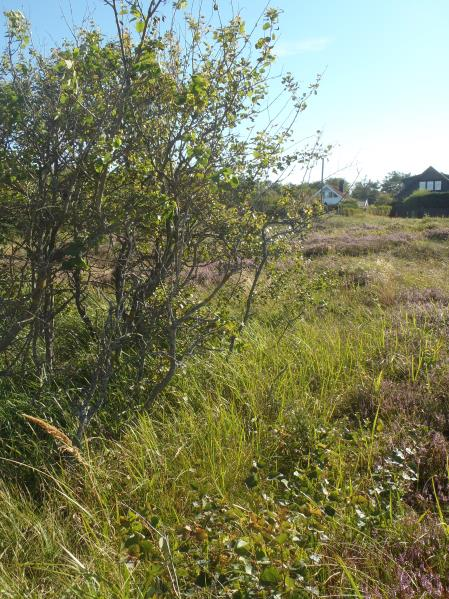 GRÖNOMRÅDE 21 Fastighet(er): Åmot 1:97, norr om Birger Pers väg, väster om Birgittavägen, öster om Norra Strandvägen, nära stranden. Storlek: ca. 0,5 hektar.