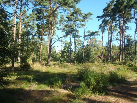 GRÖNOMRÅDE 28 Fastighet(er): Åmot 1:98 och Västra Mellby 7:1, söder om Rombergs väg, norr om Svampvägen. Storlek: ca. 0,9 hektar. Bebyggelse möjlig, om vissa åtgärder vidtas.