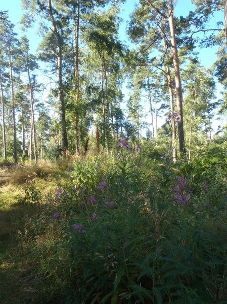 GRÖNOMRÅDE 29 Fastighet(er): Västra Mellby 7:1, söder om Svampvägen, norr om Grönatorgsvägen. Storlek: ca. 0,9 hektar. Bebyggelse möjlig, om vissa åtgärder vidtas.