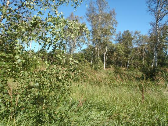 GRÖNOMRÅDE 59 Fastighet(er): Västra Mellby 2:19 och Mellby 2:13. Norr om Dalqvists väg, nära stranden. Storlek: ca. 1,9 hektar. En begränsad del av området kan bebyggas, om vissa åtgärder vidtas.