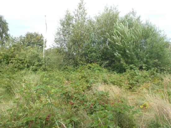GRÖNOMRÅDE 148 Fastighet(er): Skummeslöv 5:42, norr om Rydholmsvägen, väster om Åsagatan, söder om Skogspromenaden, nära stranden. Storlek: ca. 0,6 hektar.