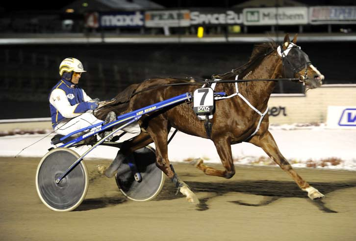 månadens häst februari 2009 Turbo Viking Hingst 3 år e. Turbo Sund u. Västerbo Etiquette ue. Spotlite Lobell. Ägare: Kent-Åke Beckman, Mölnlycke. Uppfödare: Stall Bright HB, Rättvik.