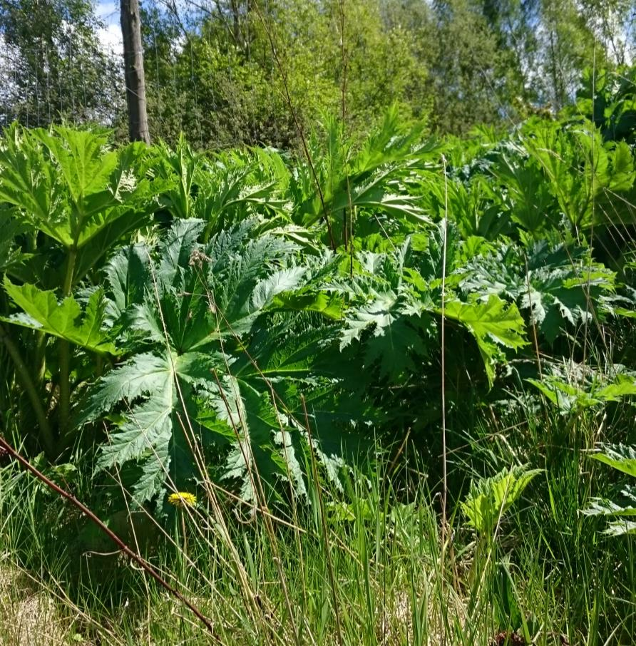 Utbredning och bekämpning av jättebjörnloka (Heracleum mantegazzianum) - en kartläggning Sara Holmgren Handledare: Eva Waldemarson och Annelie Johansson Kandidatexamensarbete i biologi, Lunds