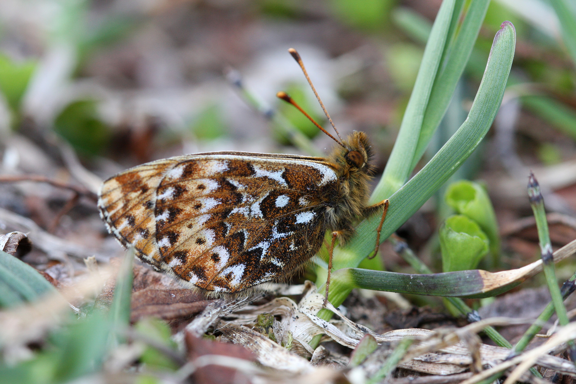 Högnordisk pärlemorfjäril Boloria polaris finns i Sverige så vitt man vet bara på en enda bergstopp norr om Torneträsk. Arten är rödlistad som akut hotad i Sverige.