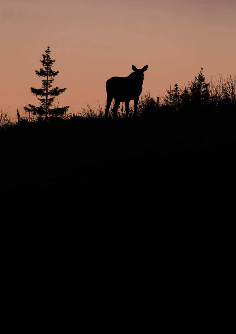 EN NYSTART FÖR SVENSK VILTFÖRVALTNING Naturen och samhället är i ständig förändring.