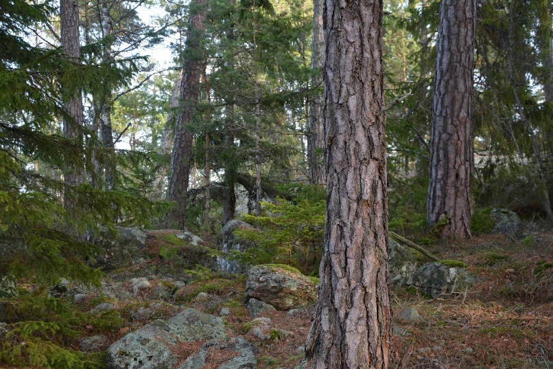 Söderköping Finnö 3:2 del av Skogsmark Total areal om ca 78,2 ha varav 60,4 ha är skogsmark.