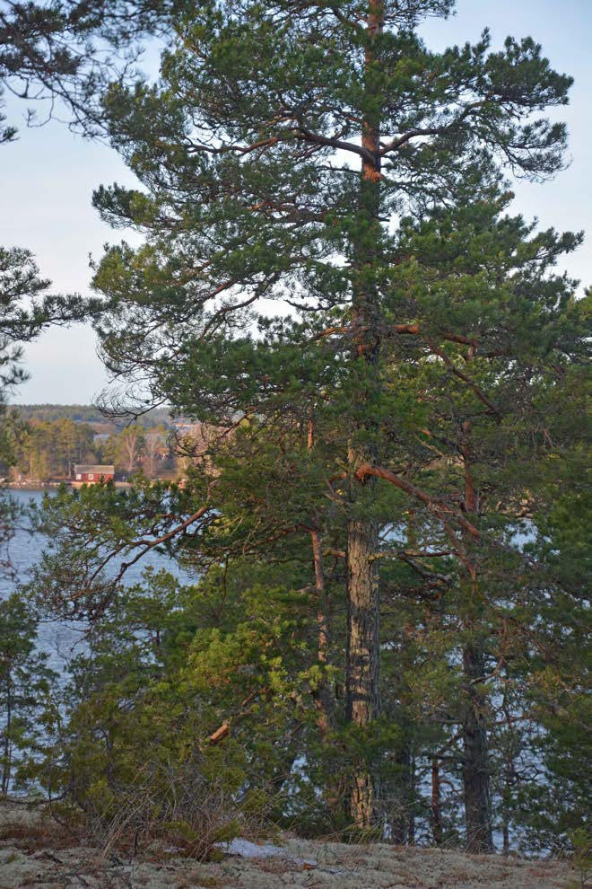 Söderköping Finnö 3:2 del av Upplysningar/visning Intresserade har möjlighet att på egen hand besiktiga marken. Visa vederbörlig hänsyn till både natur och grannar.