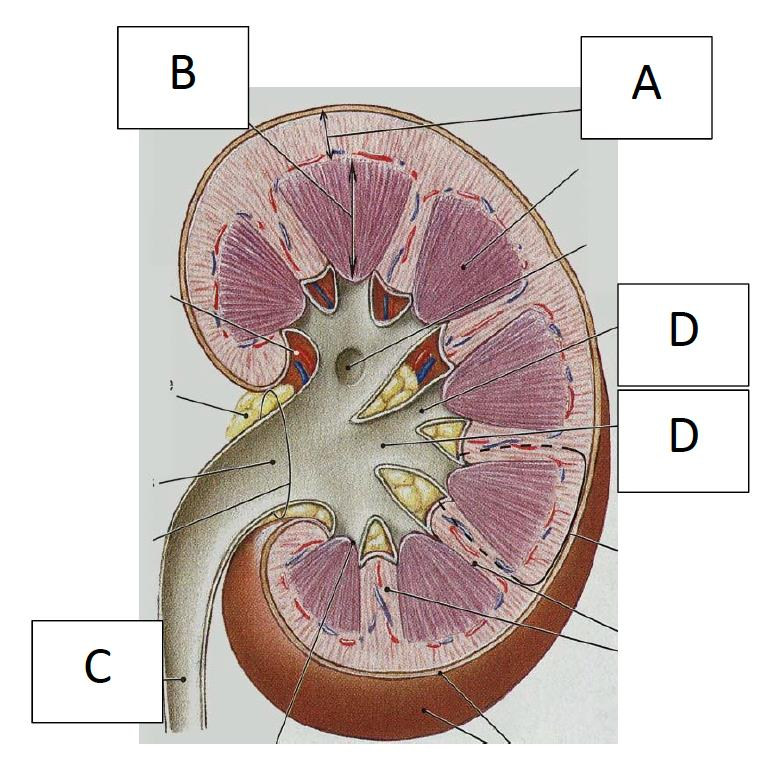 I figuren nedan, från den rekommenderade läroboken, är ett antal strukturer i njuren markerade.