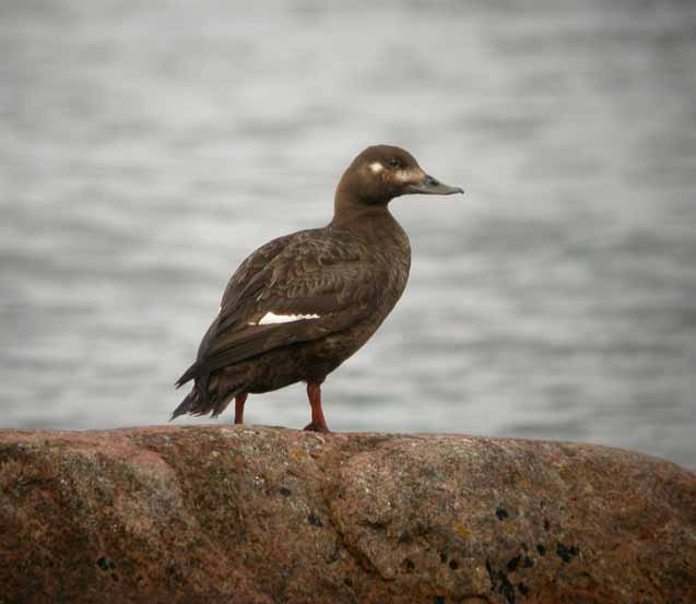 16 häckfågelfaunan i östra smålands ytterskärgård 1990-2008 kolonihäckare och gråtrut i synnerhet. Fåglarna uppvisar förlamning och så småningom så dör de. Orsaken är inte klarlagd.