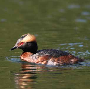 häckfågelfaunan i östra smålands ytterskärgård 1990-2008 25 Skäggdopping Podiceps cristatus Uppträder sparsamt som häckfågel i ytterskärgården, vilket framkommer av det blygsamma antalet par som