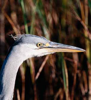 28 häckfågelfaunan i östra smålands ytterskärgård 1990-2008 Gråhäger Ardea cinerea Inom kärnområdet har gråhäger häckat på tre lokaler under inventeringsperioden.