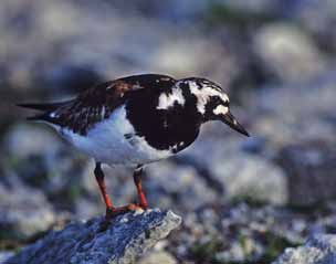 32 häckfågelfaunan i östra smålands ytterskärgård 1990-2008 Oskarshamn och i Måsskärsområdet utanför Dragskär.