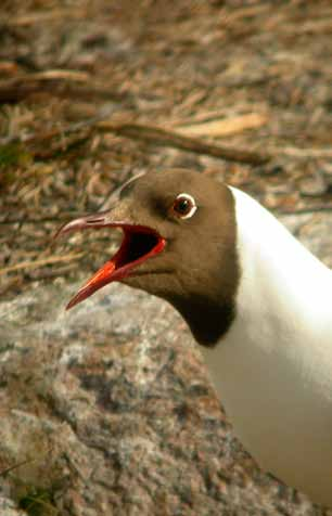 häckfågelfaunan i östra smålands ytterskärgård 1990-2008 33 Skrattmås Larus ridibundus Arten påträffas i kolonier inom hela skärgårdsområdet, men de större kolonierna är etablerade på holmar i