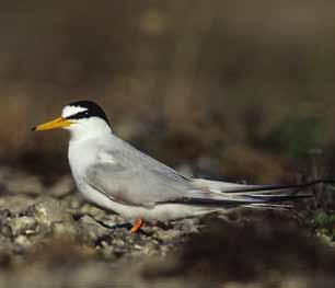 38 häckfågelfaunan i östra smålands ytterskärgård 1990-2008 Silvertärna Sterna paradisae Silvertärnans ökning efter 2000 förekommer även på andra platser i landet.