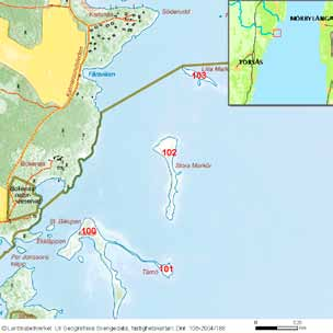 48 häckfågelfaunan i östra smålands ytterskärgård 1990-2008 Ornitologisk beskrivning: I dag är det Törnholmen som har den största populationen av storskarv i området.