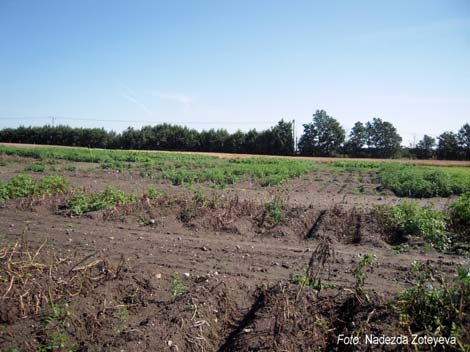 Potatis Framtagning av nytt hybridiseringsmaterial för förbättrad resistens mot bladmögel Projektansvarig: Ulrika Carlson-Nilsson, Institutionen för Växtförädling, SLU.