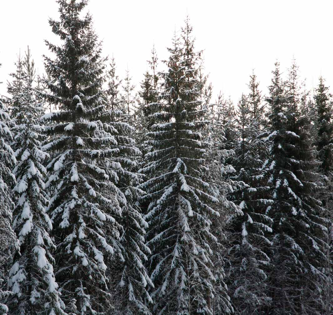 SKOGSSKIFTE VID ENSTABO Obebyggt skogsskifte beläget ca en mil norr om Alfta. Produktiv skogsmarksareal om ca 23 ha med god bonitet.