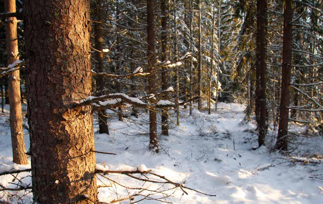 SKOG OCH MARK SKOGSMARK Bifogad skogsbruksplan är upprättad i april 2014 av Christer Carlsson på Svensk Skogsservice.
