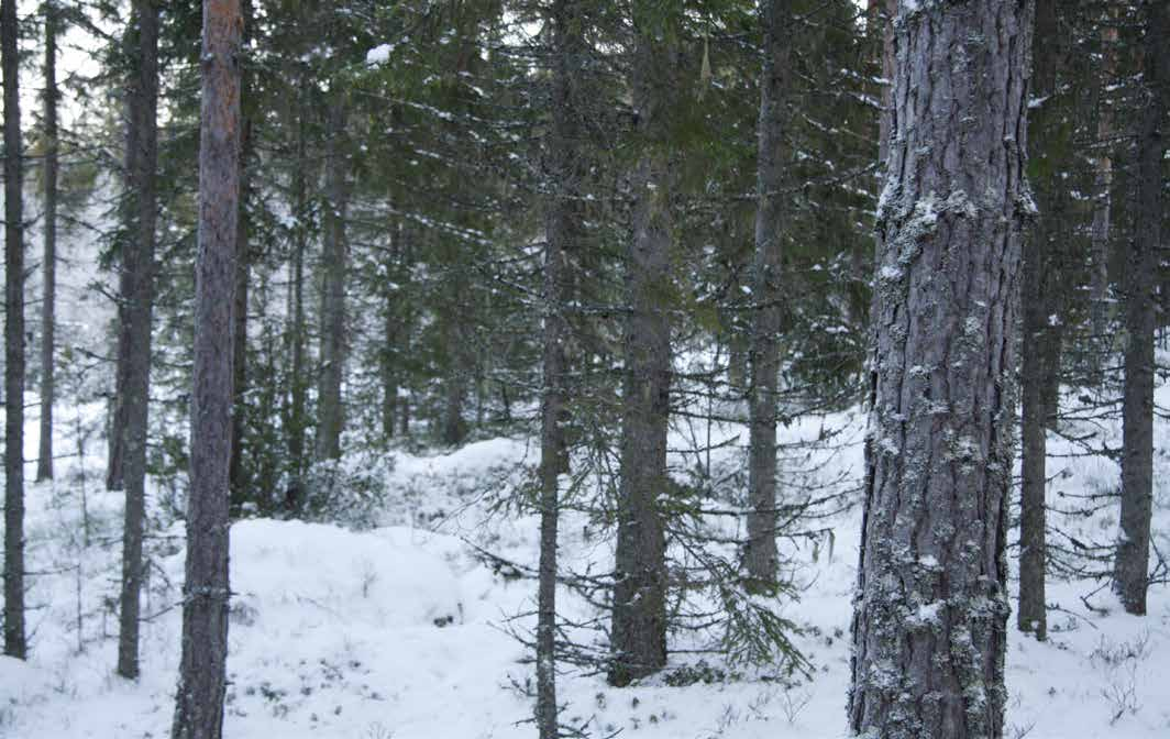 JAKT Försäljningsobjektet ingår i Alfta norra viltvårdsområde om ca 28 000 hektar. Älgjakten är organiserad i 5 jaktlag medan småviltjakten bedrivs över hela viltvårdsområdet.