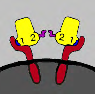 Pegvisomant s Rational Design Site 1 binding to GH receptor enhanced, preventing hgh from binding to the receptor.