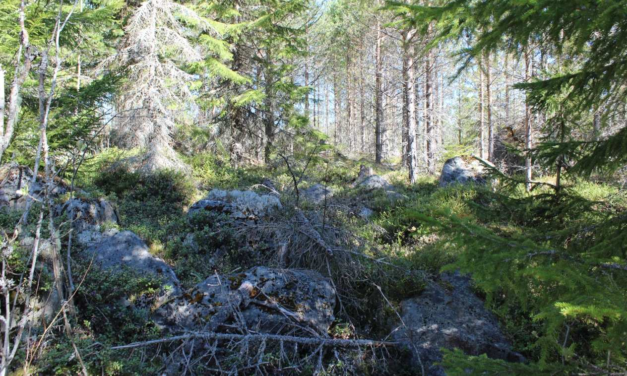 8 (11) Kraftverk 15 Jordmånen i området är stenig och den dominerande vegetationstypen är tämligen torr moskog. Trädbeståndet består av ung glasbjörk och gran. Mängden rötträd är synnerligen liten. 3.