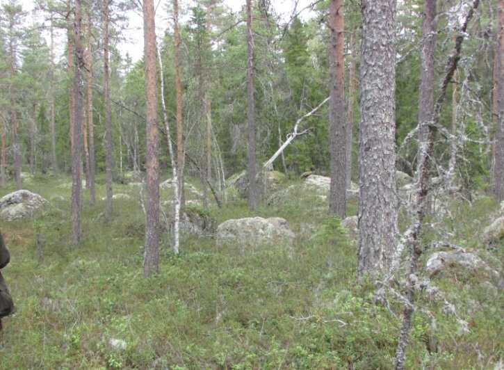 4 (11) Kraftverk 4 Områdets skogstyp är frisk tämligen torr och jordmånen är stenig.