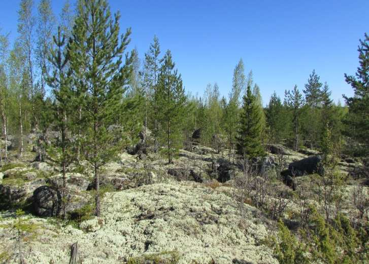 FCG DESIGN OCH PLANERING AB 5 (11) Kraftverk 7 Området är stenigt och består av skog av torr moskogstyp. Området domineras av tall vars ålder är 30-35 år. Gran och glasbjörk förekommer sporadiskt.