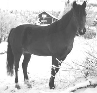 MEDLEMSPROFILEN Petra Johansson Vart bor du? Boxholm/Grebo Hur gammal är du? Blir 14 år Varför är du medlem i klubben? Jag är medlem för jag ska få rida Hur länge har du varit med?