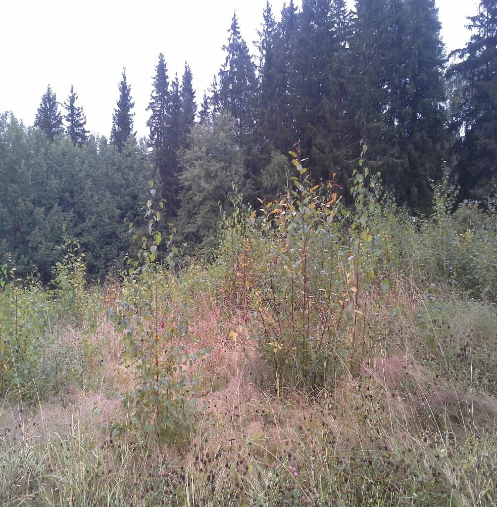 Brister i stödvillkor: Skydszonvall (har tidigare ingått i avtal) täckt av ett