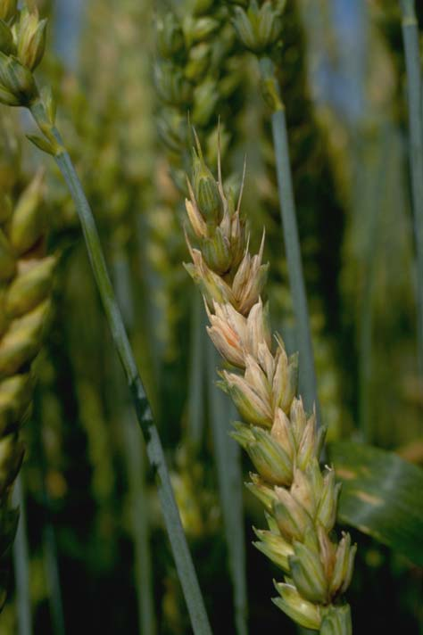 arter av fusarium är svagt patogena på alla baljväxter. Trindsäd bör odlas på en plats i växtföljden där det finns lite kväve och där man hösten innan har genomfört en bekämpning av rotogräs.