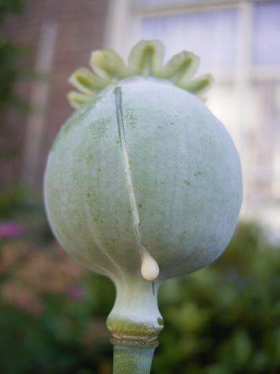 Opiumvallmo (Papaver somniferum)