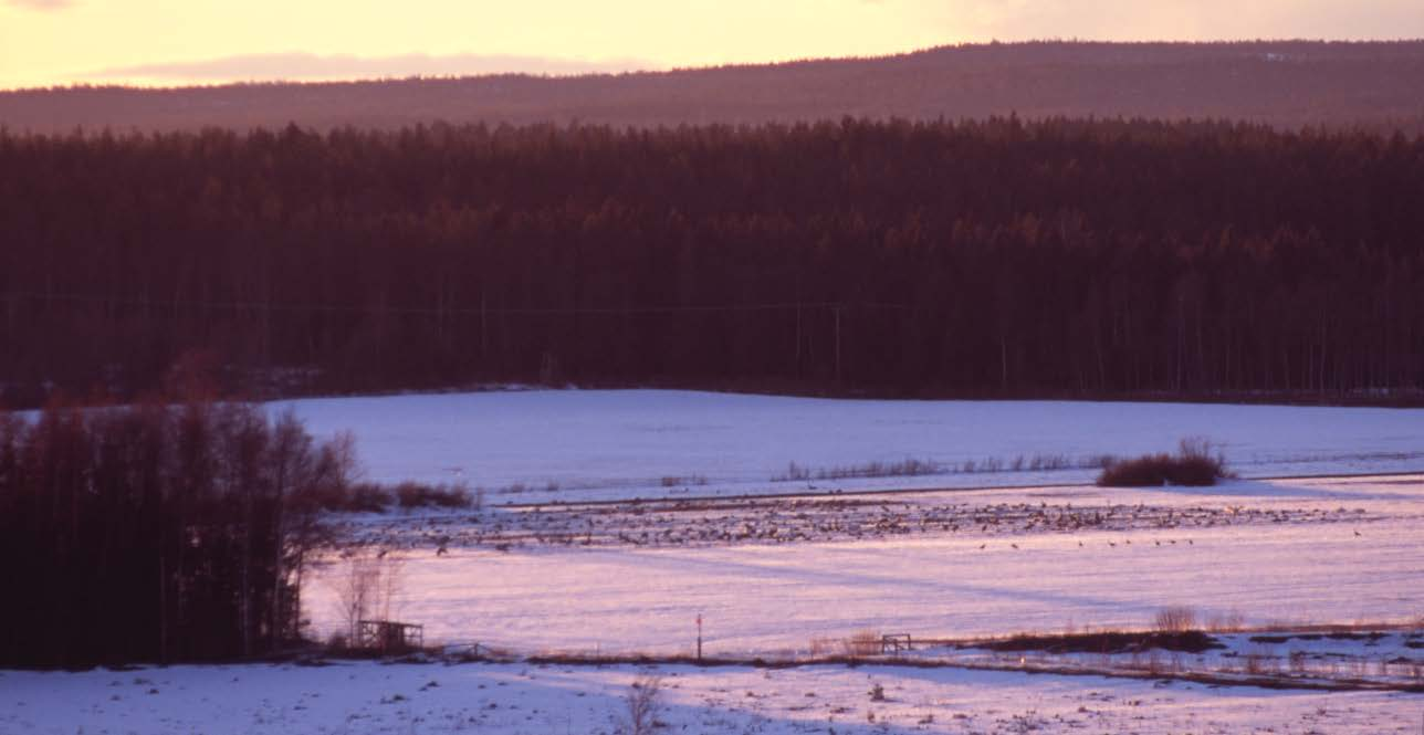 21 Fig. 5. Den oskördade delen av kornåkern framträder allt tydligare efterhand som snön smälter undan på våren. Fåglarna upptäcker tidigt denna födokälla. Fig. 6.