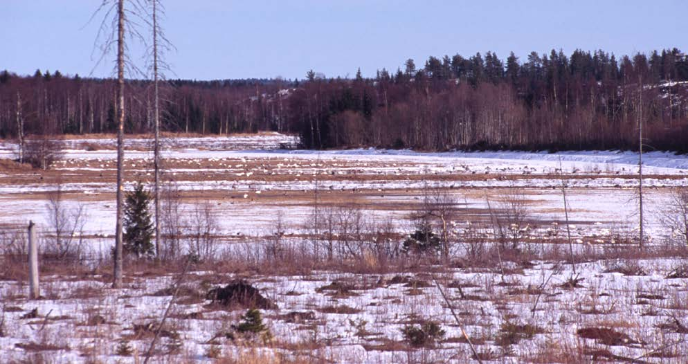 23 Fig. 9. Även från västra sidan av Skäret framgår fåglarnas nyttjande av den oskördade delen av den kornåker som avsiktligts lämnats för fåglarnas födosök.