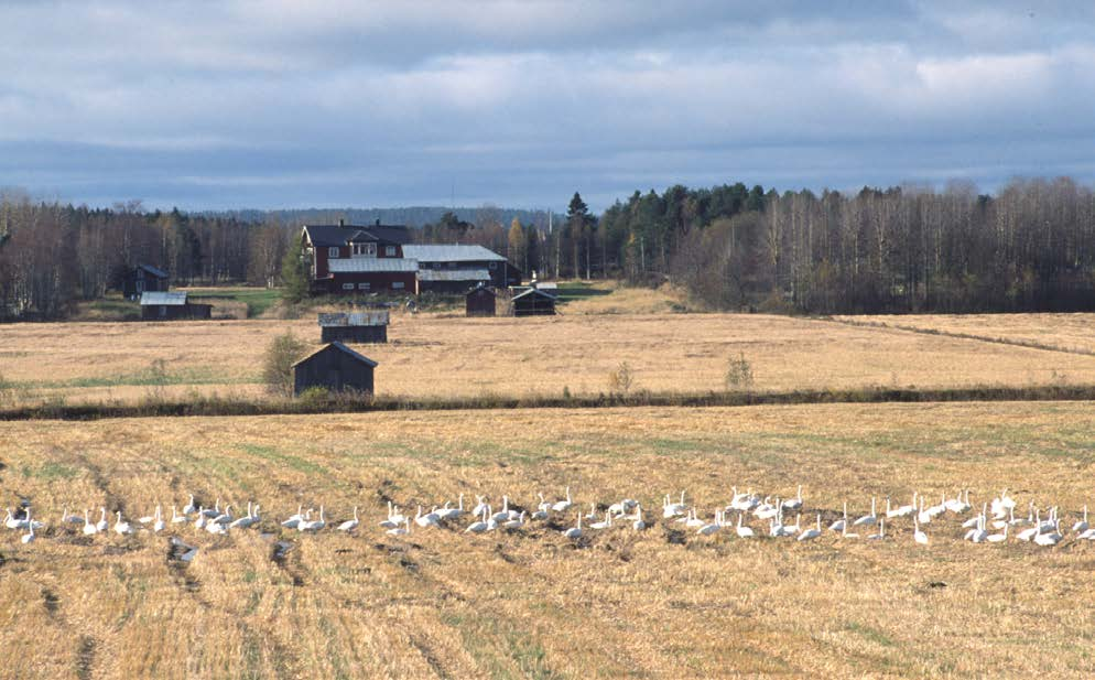 26 Fig. 14. Under hösten uppehåller sig främst kanadagäss i stort antal på åkrarna vid Röbäcksdalen, där de nyttjar stubbåkrar, oskördad säd och vall som furageringsområden.
