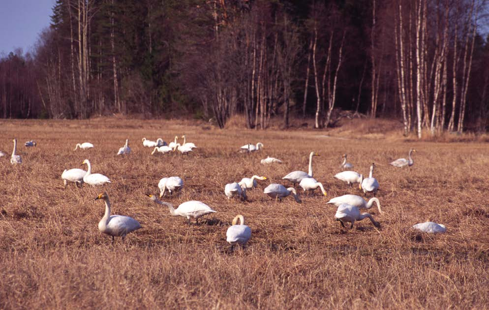 3 Fågelstudier 2004 med anledning av Botniabanans dragning över Umeälvens mynningsområde