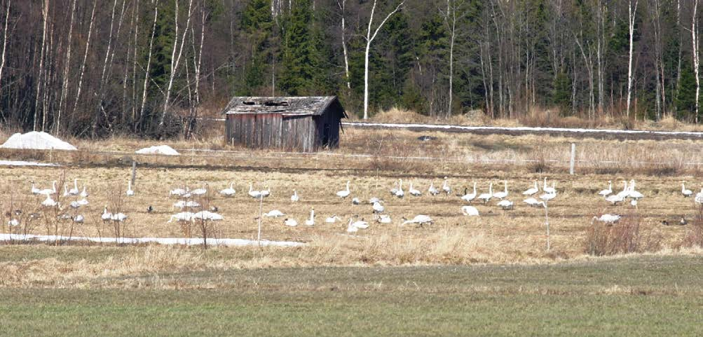 45 Fig. 30. Detaljbild från havreåkern. Foto: Eric Andersson. Fig. 31. Den oskördade havren vid Stöcke drog till sig ett stort antal födosökande fåglar under deras uppehåll inom området.