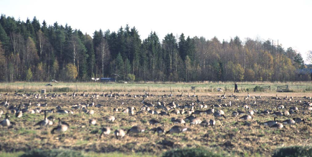 48 Fig. 32. Röbäcksslätten nyttjas tämligen frekvent av fritidsfolk som promenerar, motionerar hundar, rider, etc.